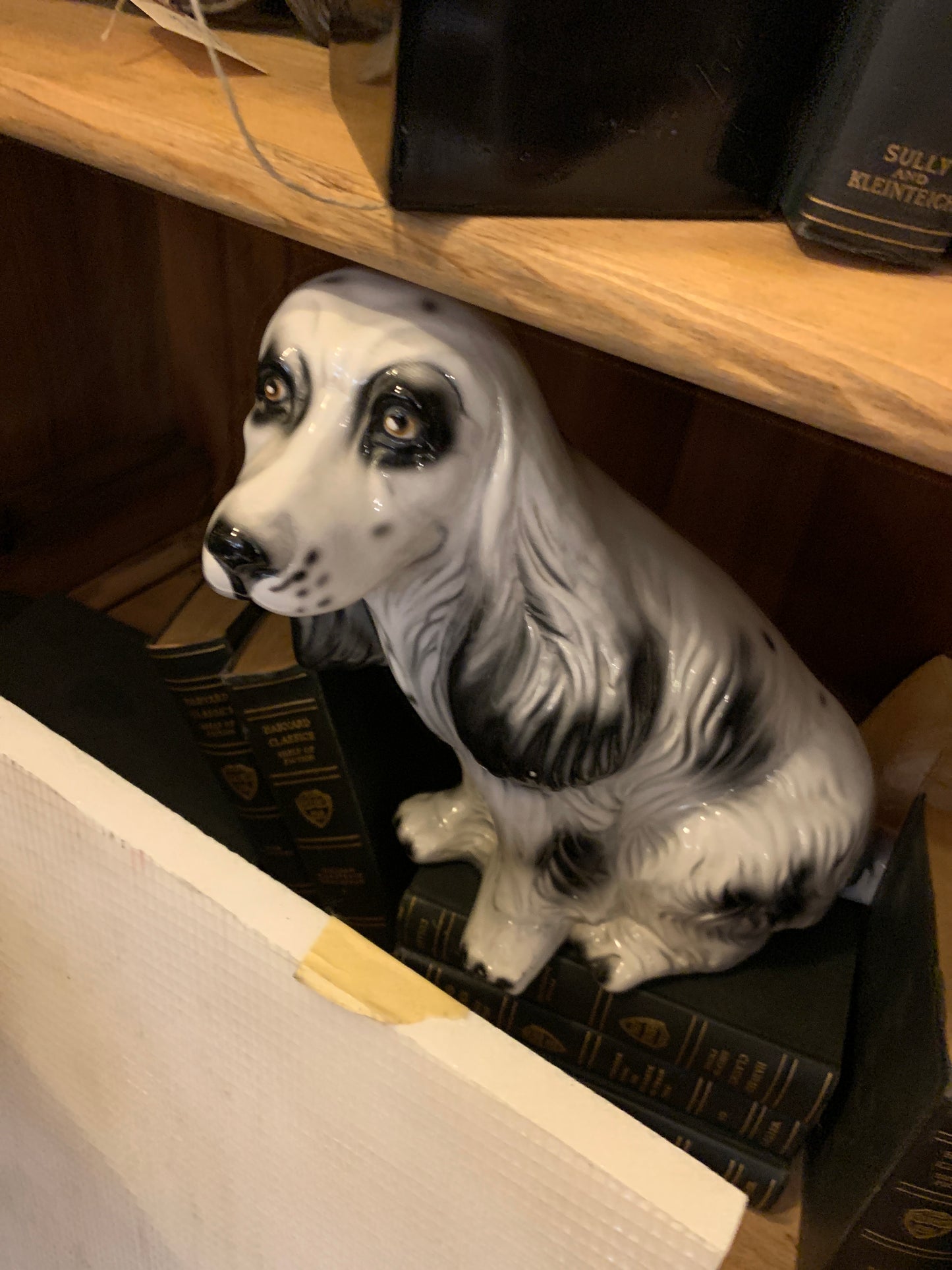 578. Large black and white dog