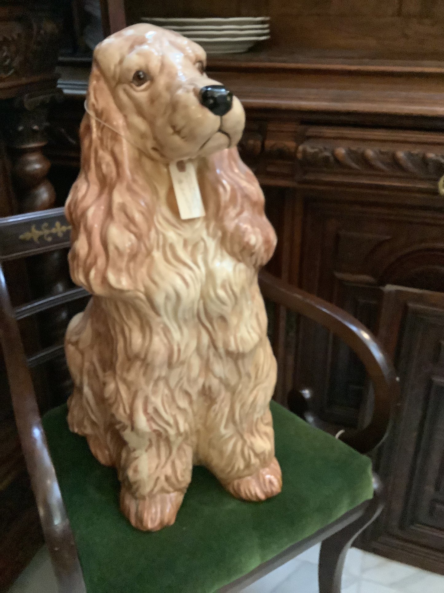 Large cocker spaniel