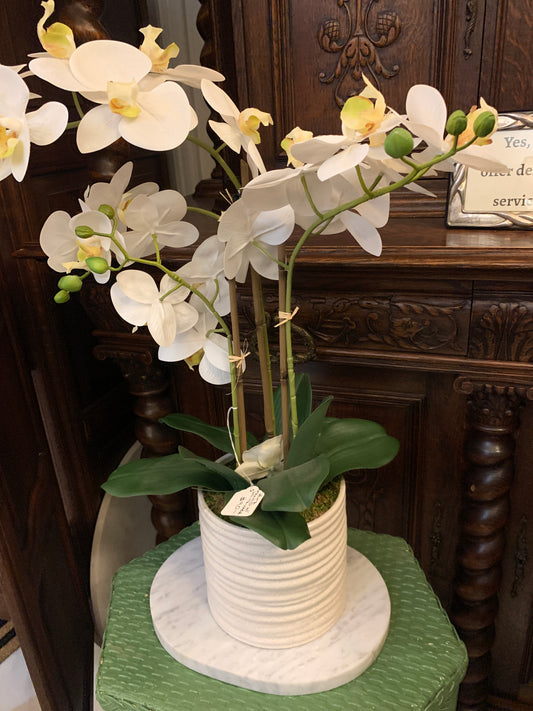 White orchid/ceramic vase